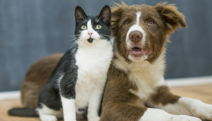 Wer ist das beliebteste Haustier: Hund oder Katze? 